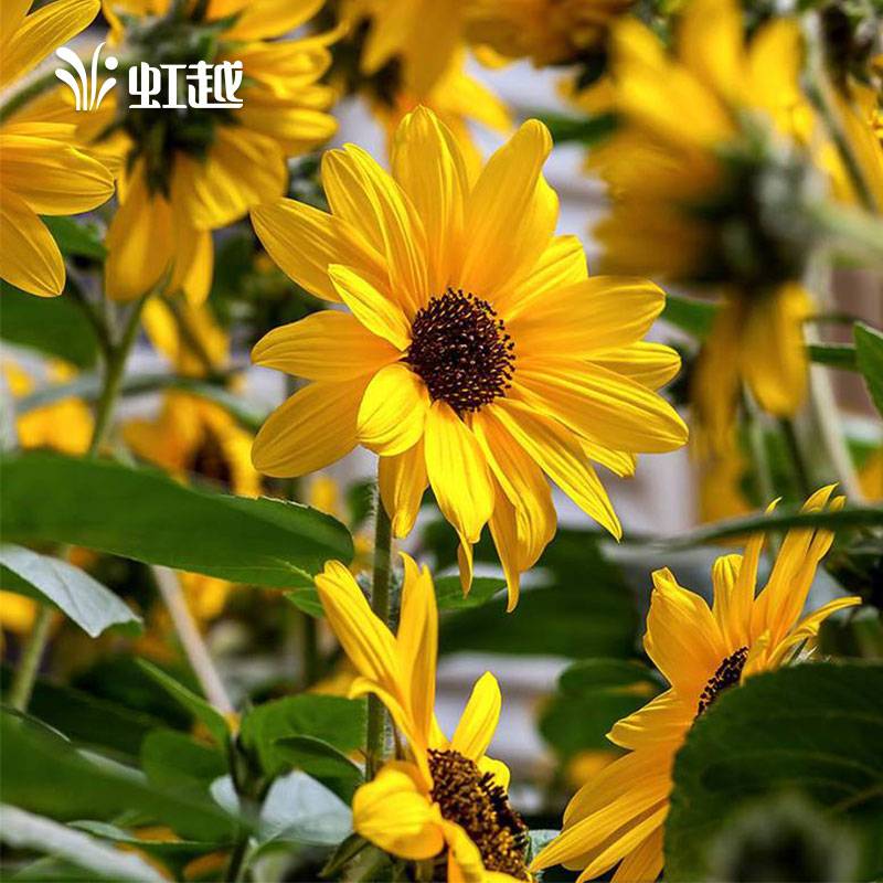 ���տ����������⡯