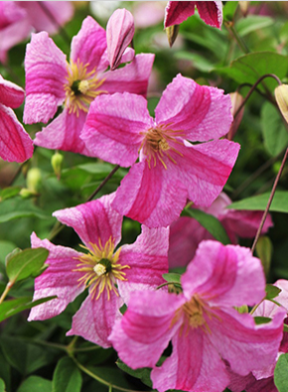 9001cc��ɳ�Գ�Ϊ��(�й�)���޹�˾����