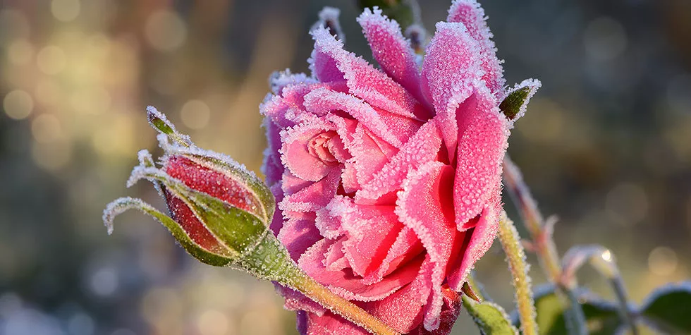 ��Ҫ�¼��徲�����Ż���������ݹ������������