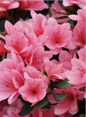 9001cc��ɳ�Գ�Ϊ��(�й�)���޹�˾����