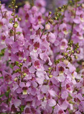 9001cc��ɳ�Գ�Ϊ��(�й�)���޹�˾����