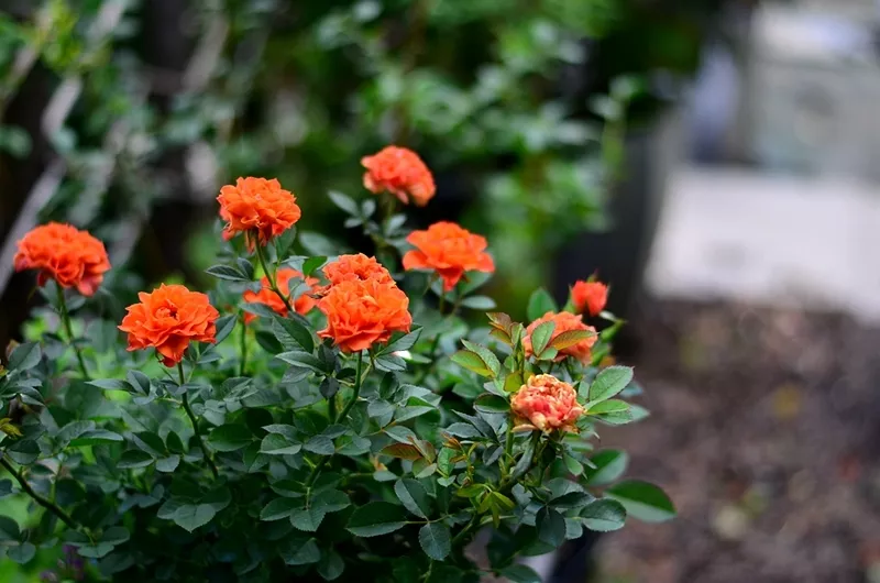 �������ȸ��¼������������������ﻨ�ִ�����