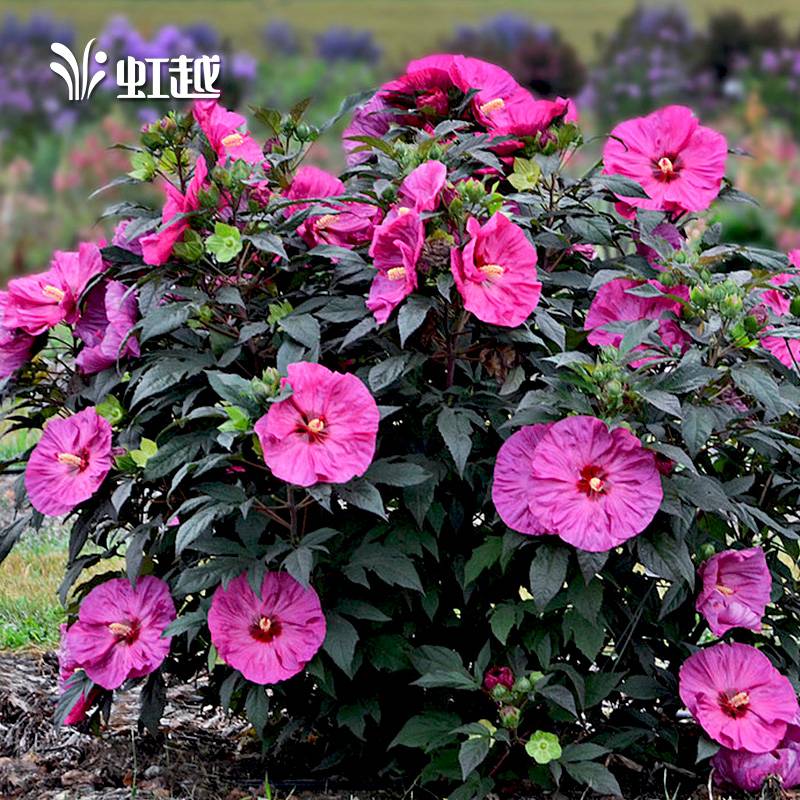  ��ܽ�ؿ�����ݮɳ���� 