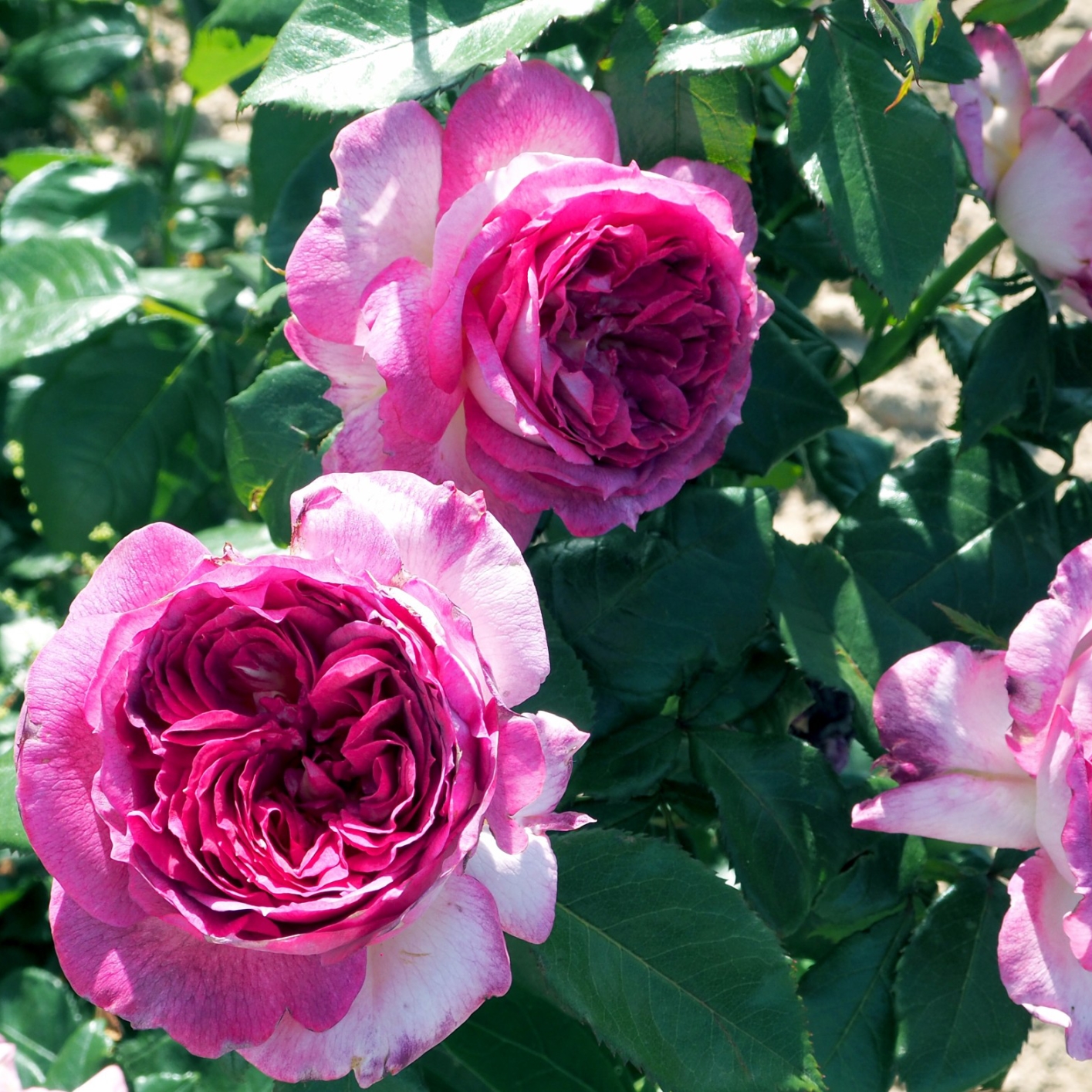 ��ݮ����