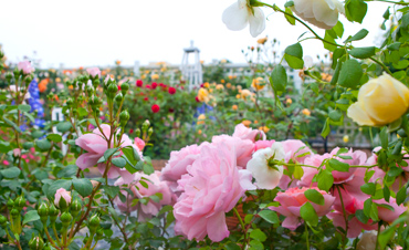 �������ʻ��ܳǾ���ָ��