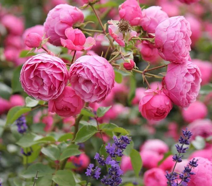 �Ҽ�С�ɰ�һֱ���Ż�����ȷ����6���¶���������