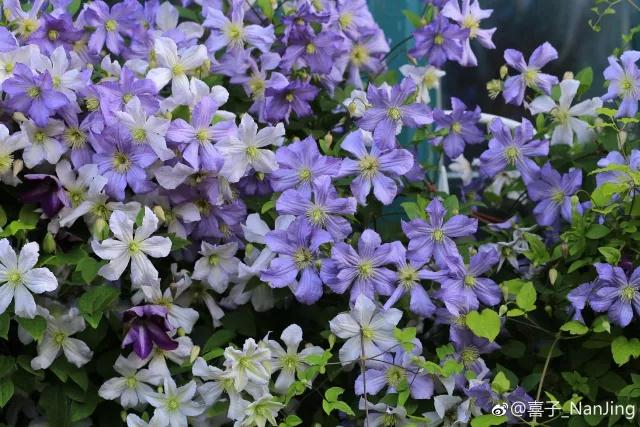 ��֮�� | ?��˵�е���������ô����С����������㣡