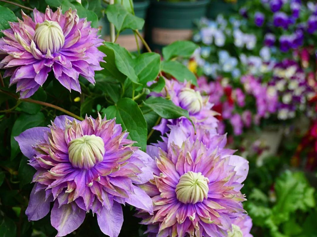 ������С�ռ��ֳ������ľ���Ч����ѡ��άɭ����������Ͷ��ˣ�