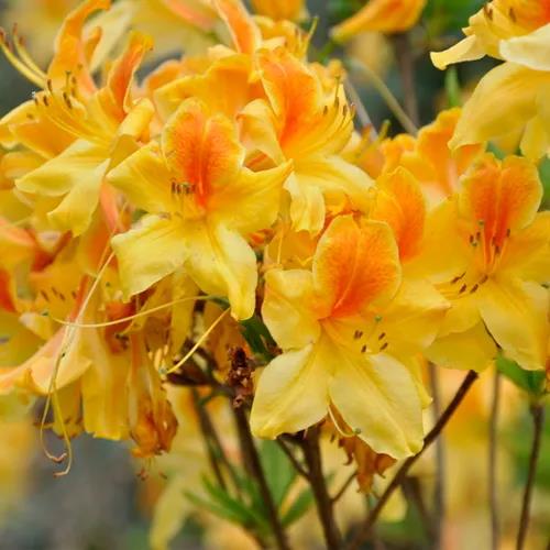 �ϱ�ͨ�Ե���Ҷ�ž���һ�þ��ܳ���һ������԰��Ư��