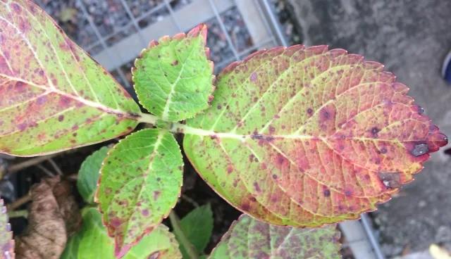 ���������������һ����ܲ�����Ӧ��׼��������