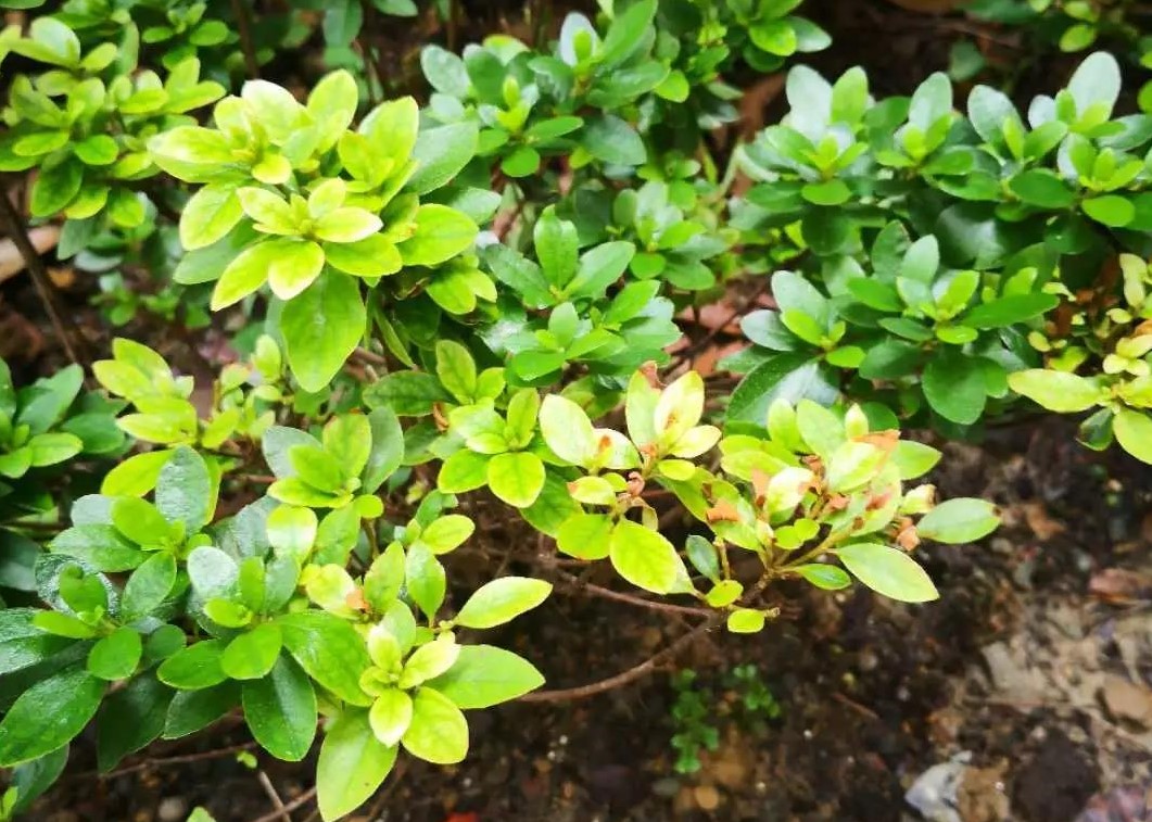 ����ֲ��״̬�������������ǲ�����5���䷶����