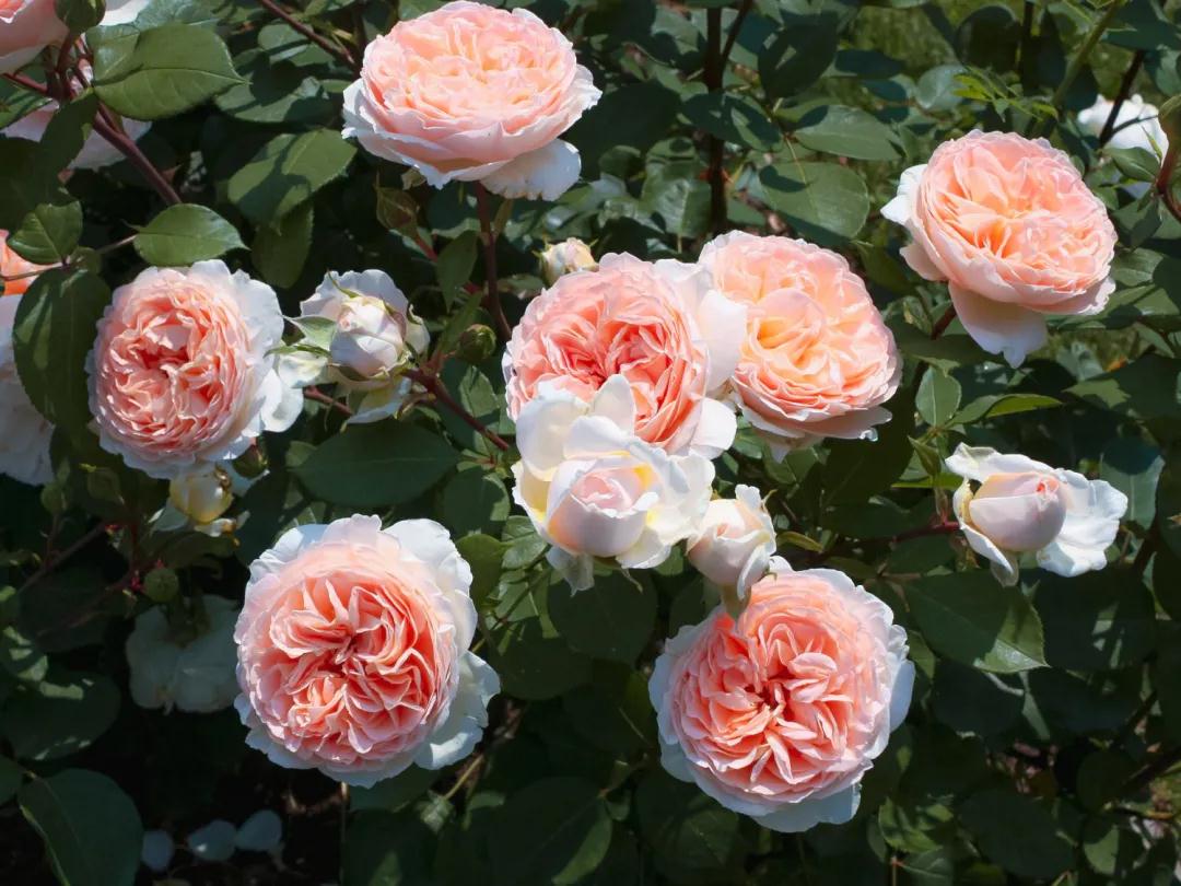 ��ֵ�����壡��Ʒ�¼�����top10�������һ����