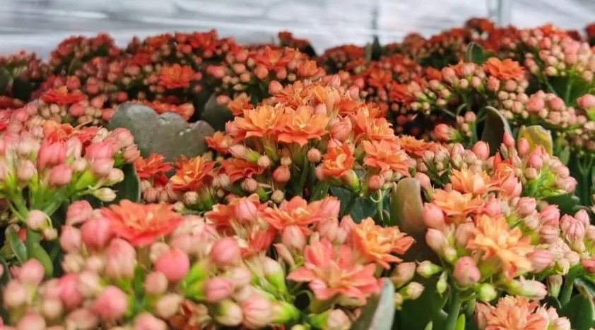 ԰��С����ح���������ĳ��ٻ���������