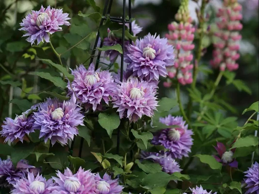 լ�һ��� | �����������޼�ָ����Ϊ����������