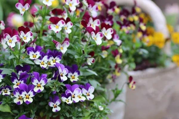 ֲ����һ�ȳ���һ��С���ӵ�����ؼ�