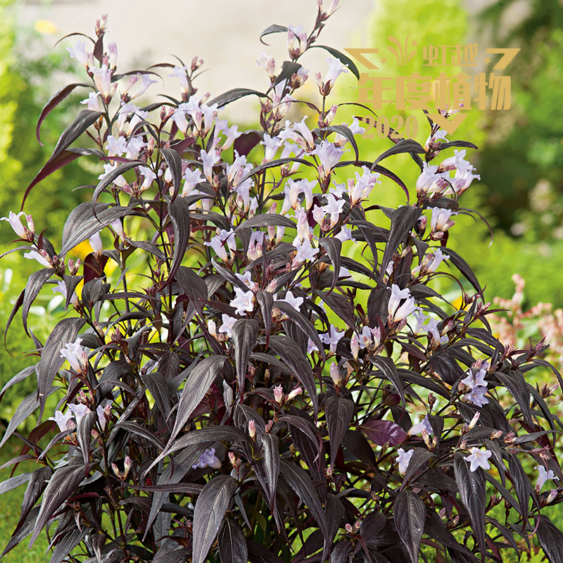 ��Ҷ������ϲ�š�