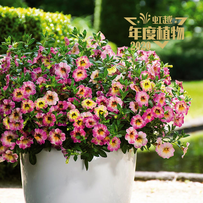 �贺�� ����ɫ����