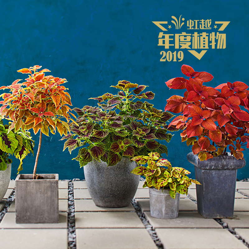 ��߹߹ ���� ��Ҷ��