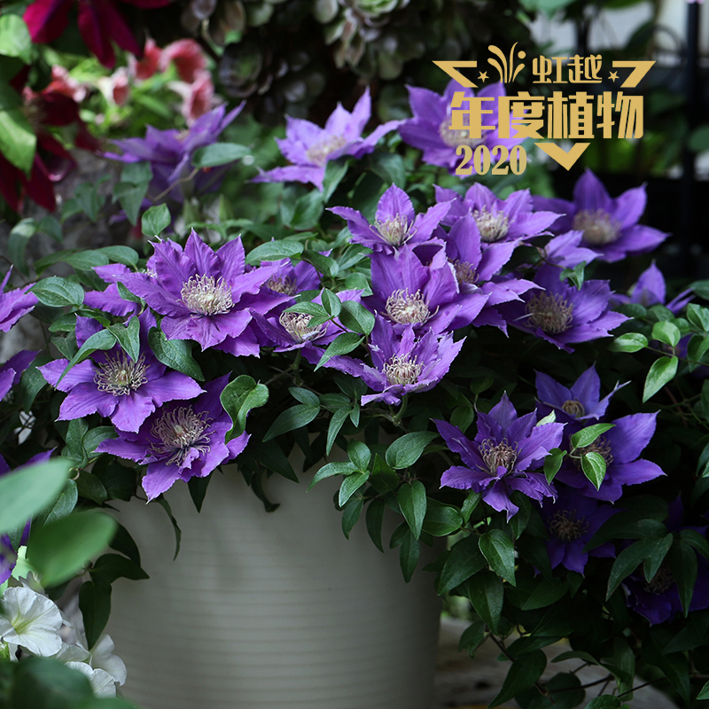 ��άɭ ��������ơ�ơ�