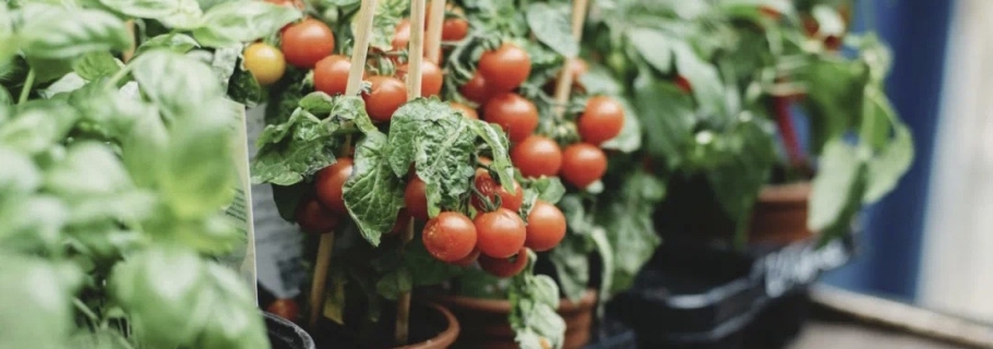 ��̨����һ��С�������ڼ��ջ�����������