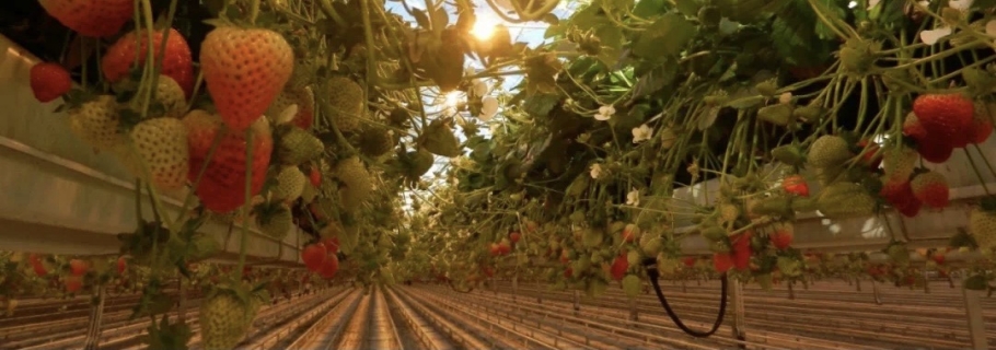 ʵ���������۵Ĳ�ݮ�����������ô��