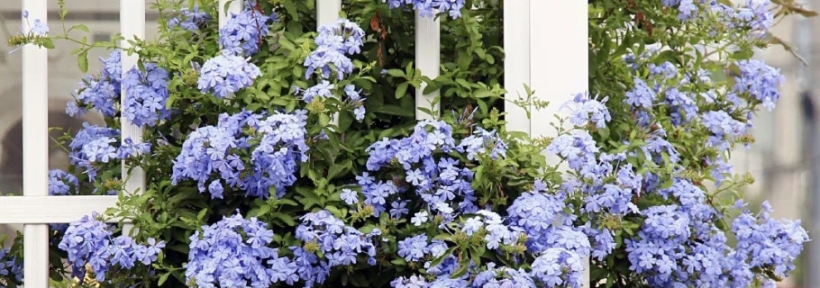 ������ֵ���Ż���ģ������һ����ɫ����������