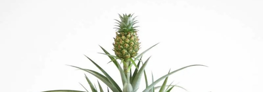 �����ֲ��ܵĿ�������ֵ��ӵ�У�