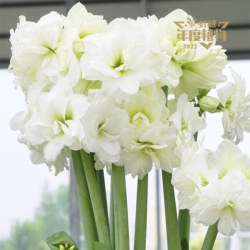 ����? �춥�졮�����ס�