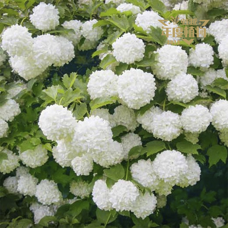 9001cc��ɳ�Գ�Ϊ��? ŷ��ľ����õ�塯