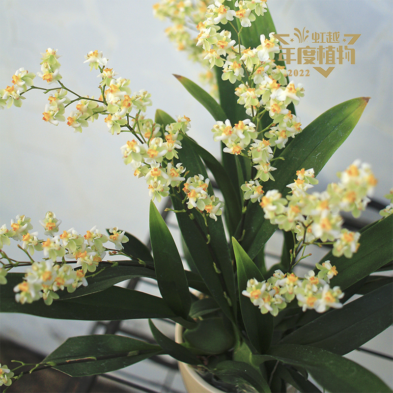 ����? ������������ʿ��