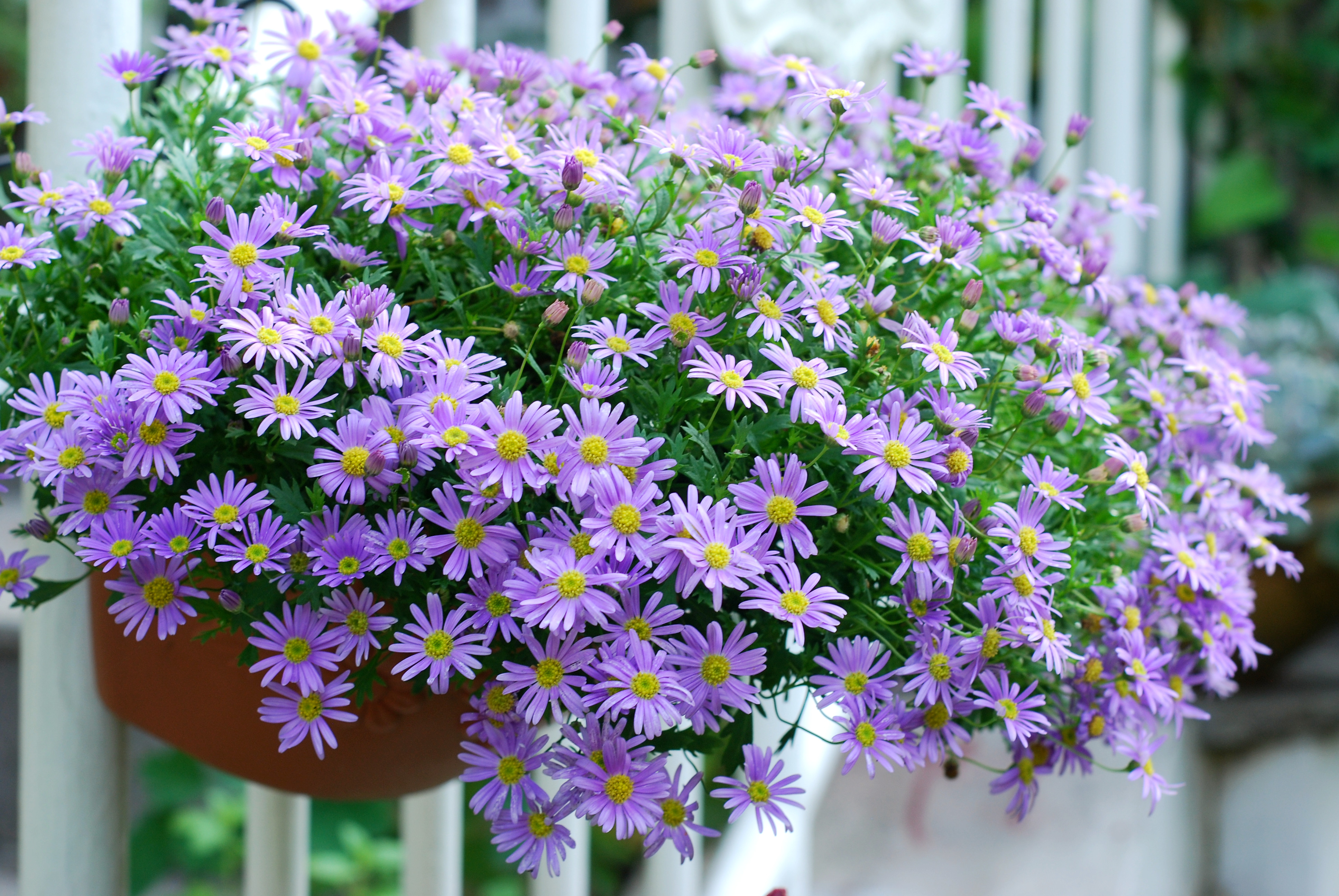 ����365��ļ�С�����ж�ɰ������������֪����