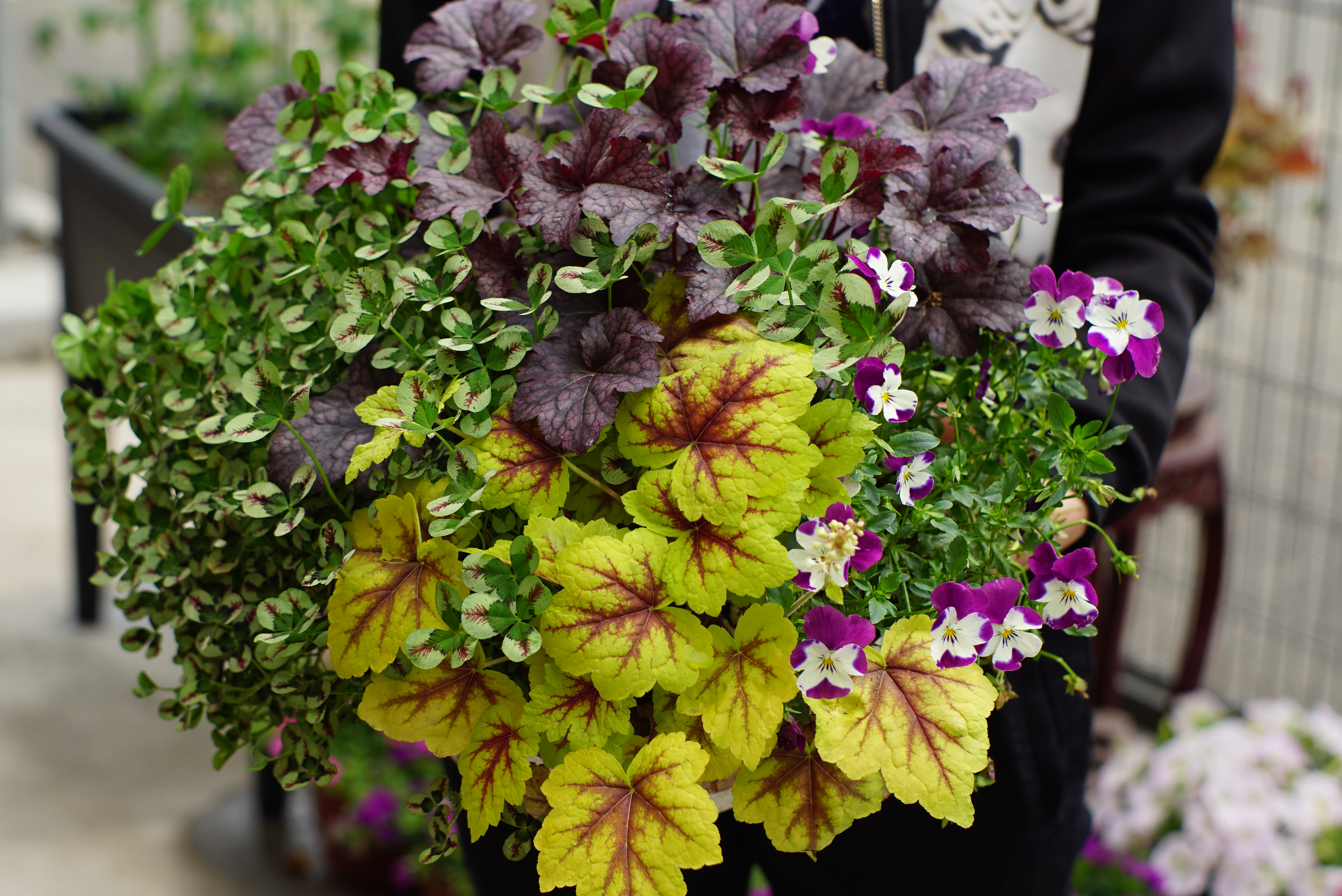 ������׳���ġ���԰��ɫ�塯������һ��Ѥ���ƽ��Ķ���