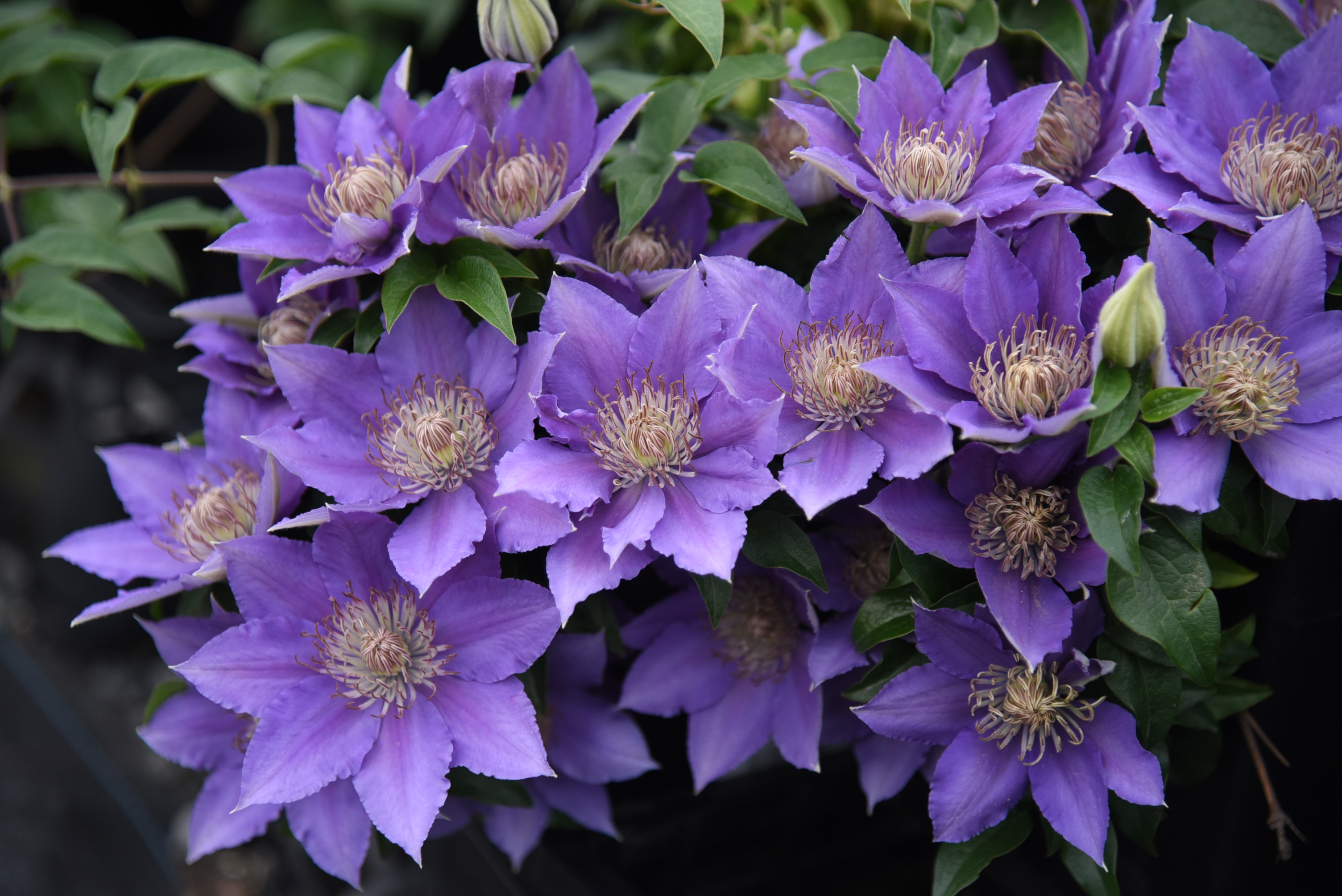 ���¡����շ�������������ȫ����ָ������~