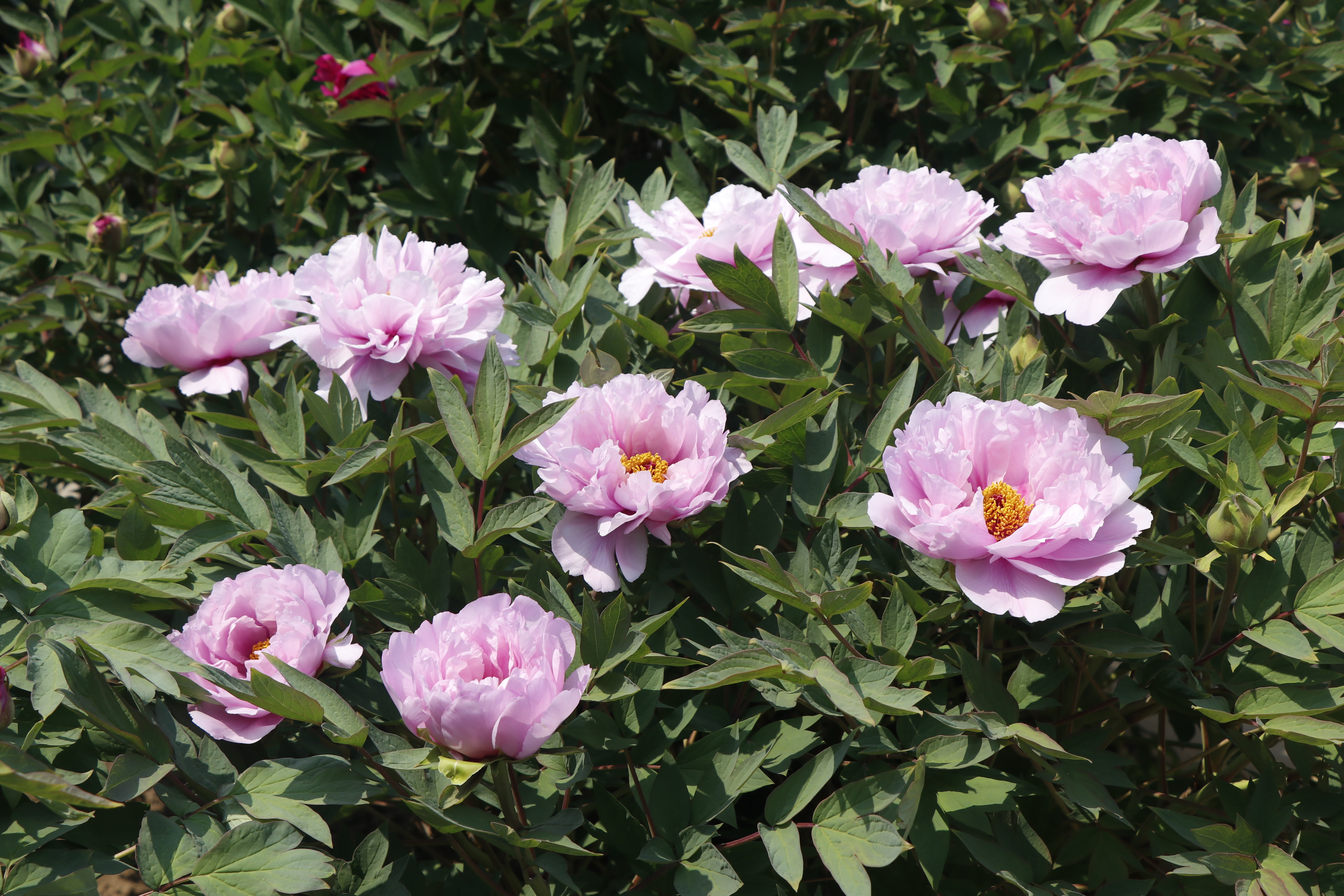 һλ��40�󡯻���������ȫ��ĵ���ı���СԺ