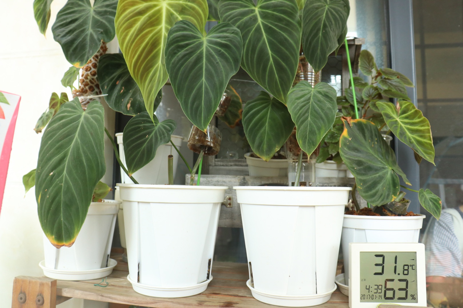 ����5�O����̨����100����ֲ�������������յ�Сɭ��