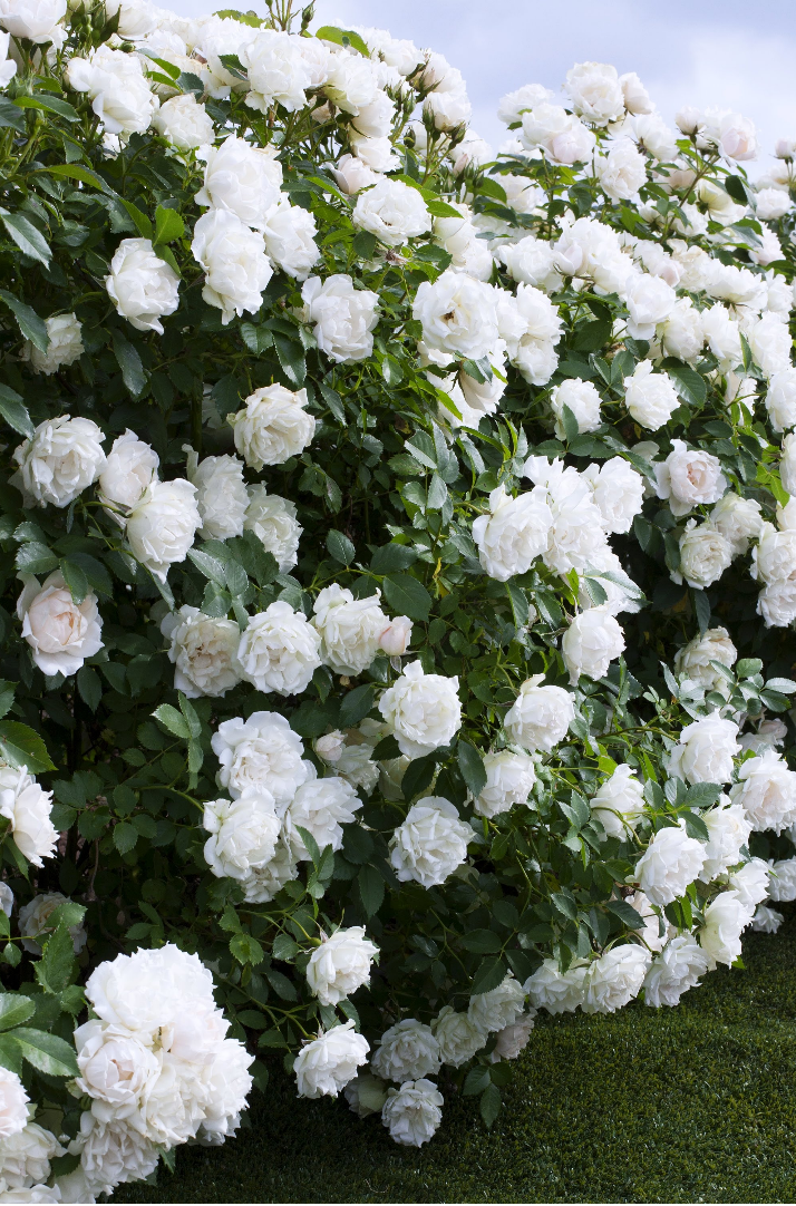 �������¼�������ƴ����������һ�޼����ڶ����裡