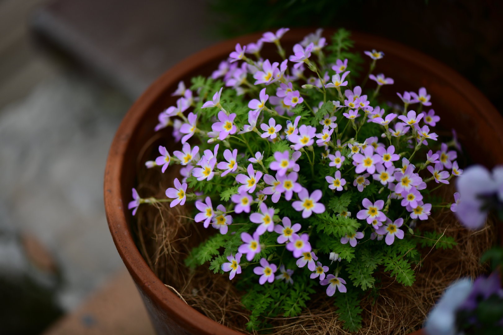 �Դ������ı���С�ɰ����紺��԰��Ư�����ؾ�Ȼ������