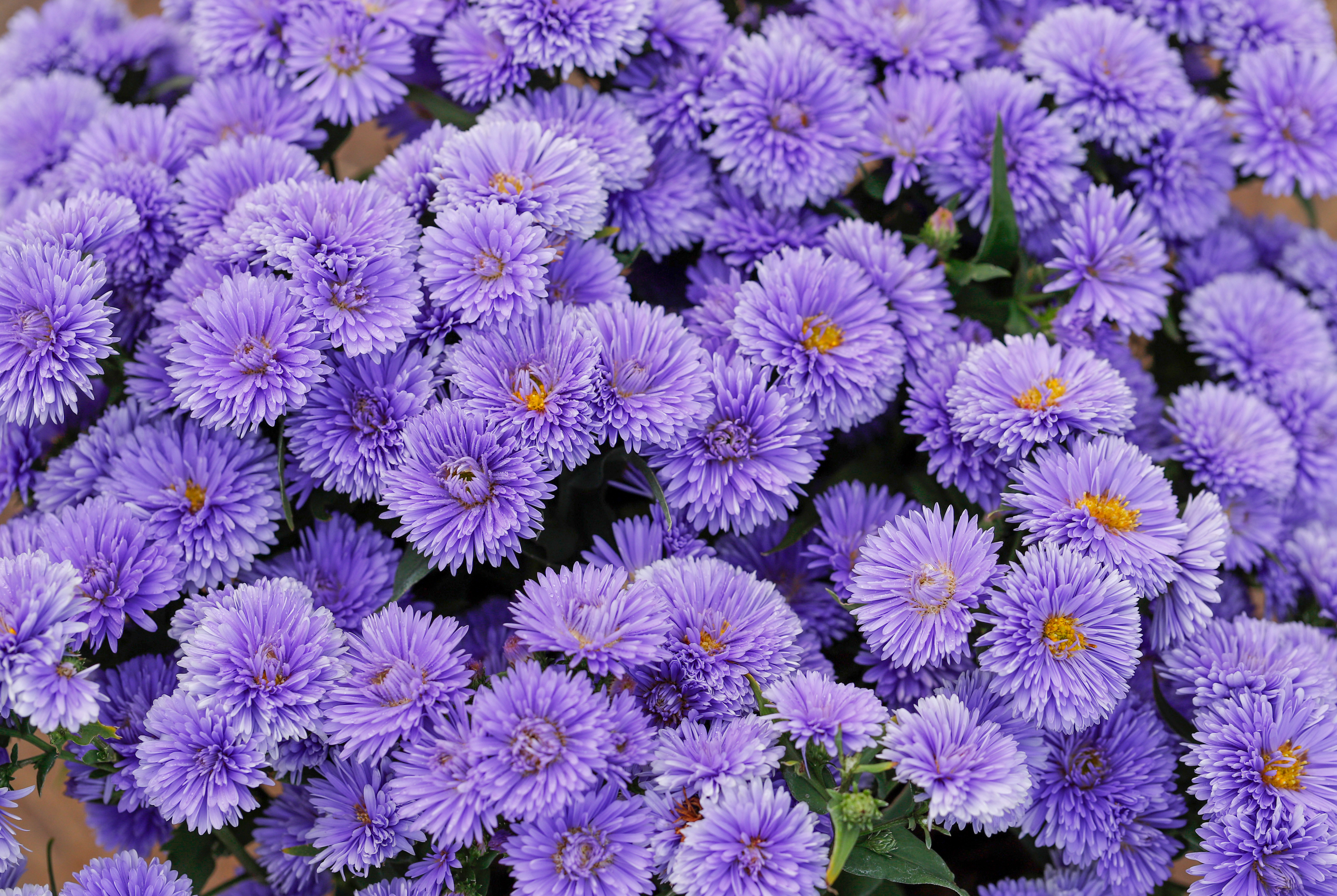 һ������������������Ҷ���軨��������յǳ�