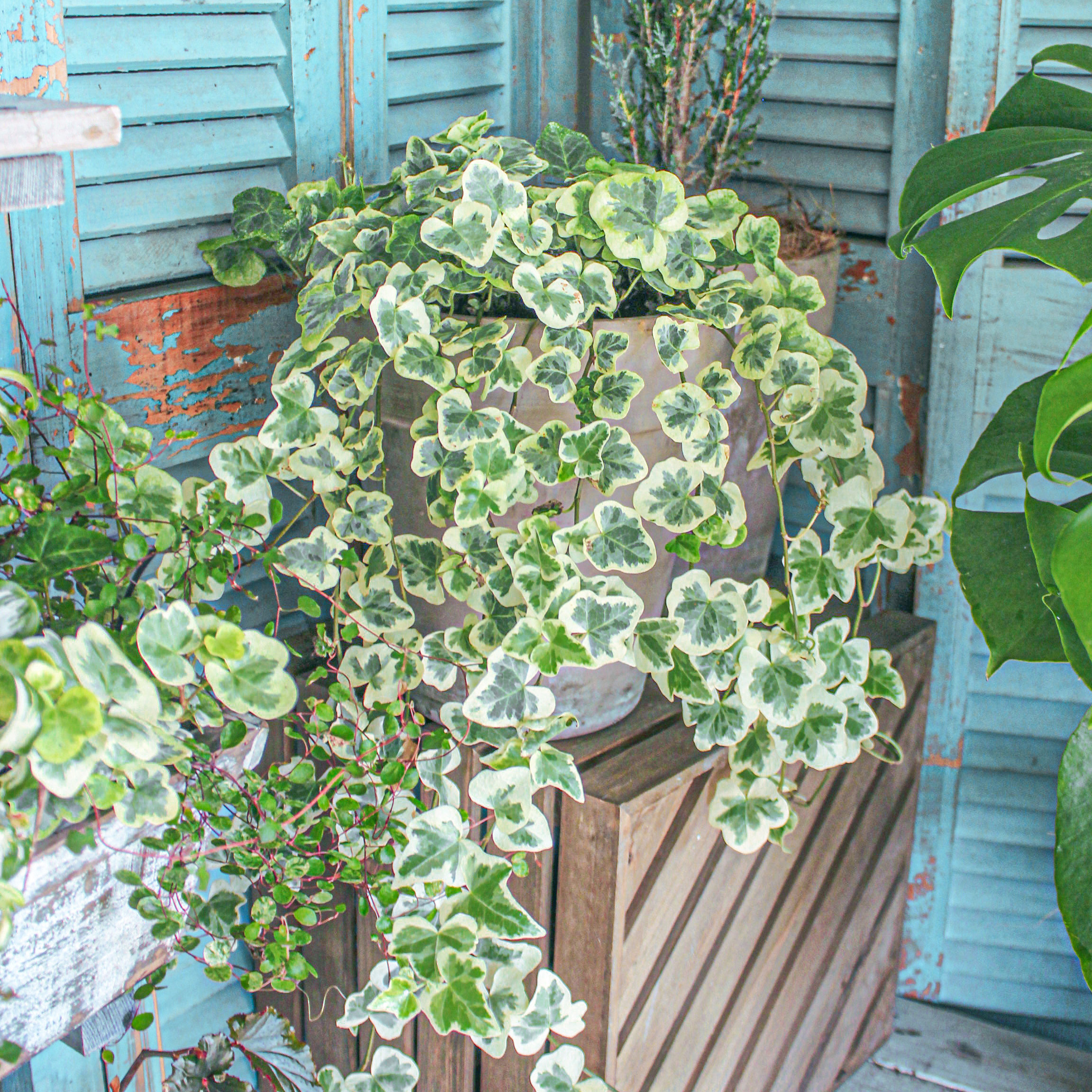 Ҷ�Ȼ�����������İ׽�ֲ�ﾹȻ������