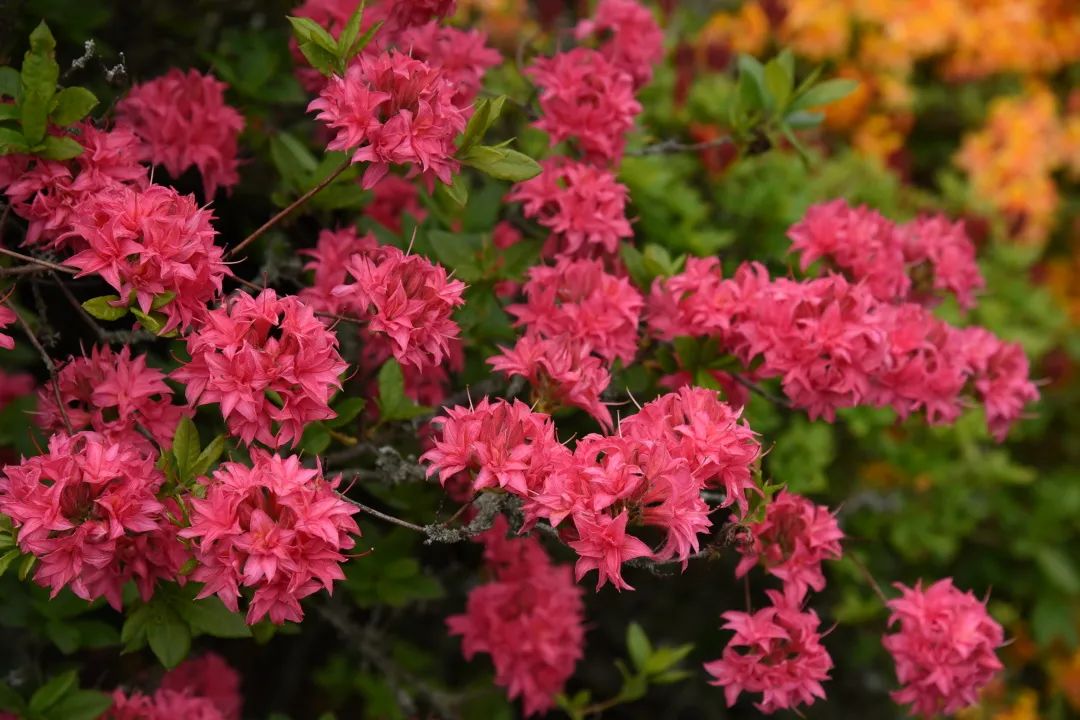 ����û��٭����Ҷ�ž������¾ͳɴ��ұ���