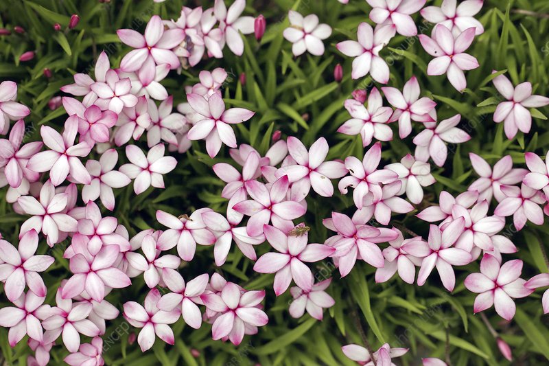 ����һ��ӣé�����ܻ�á�ҰȤ��԰������׼ȷ����������