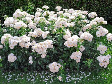 2022���ڻ�չ����Щ����Ʒ�ֶ�������