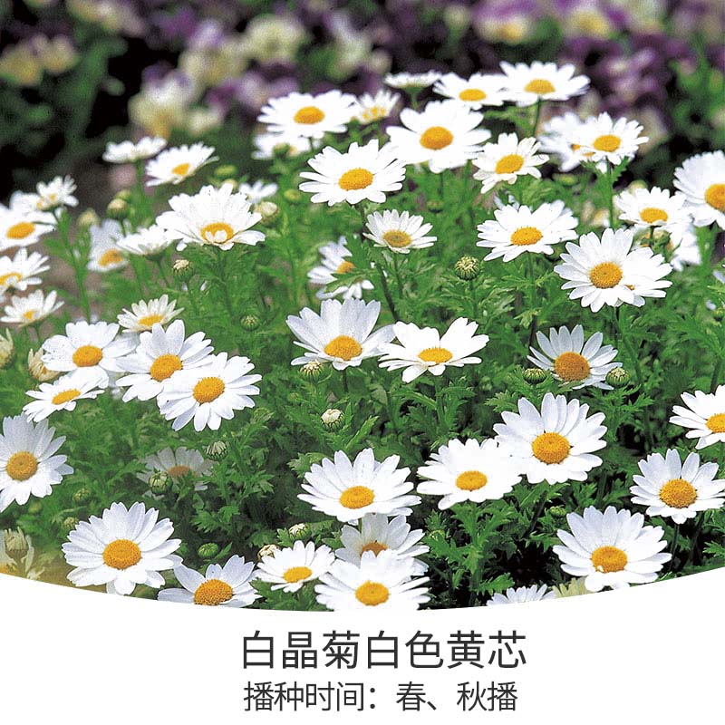 �����ѳ�ѩ�����ɴ�ʧ�Ĵ���С������������