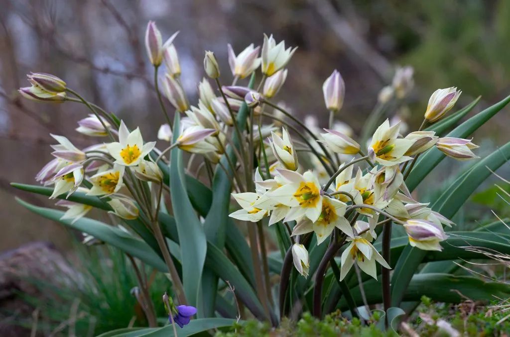 ��ƽƽ���桯СҰ����ƾʲô����Ϊ�й���������