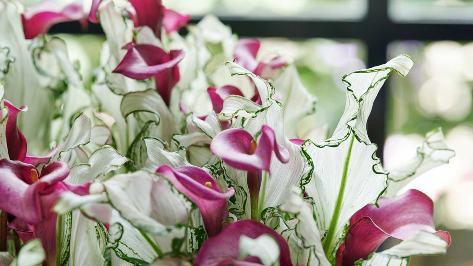 Ҷ�Ȼ������ɵ�û��٭�ġ���ѩŮ�����������ߣ�