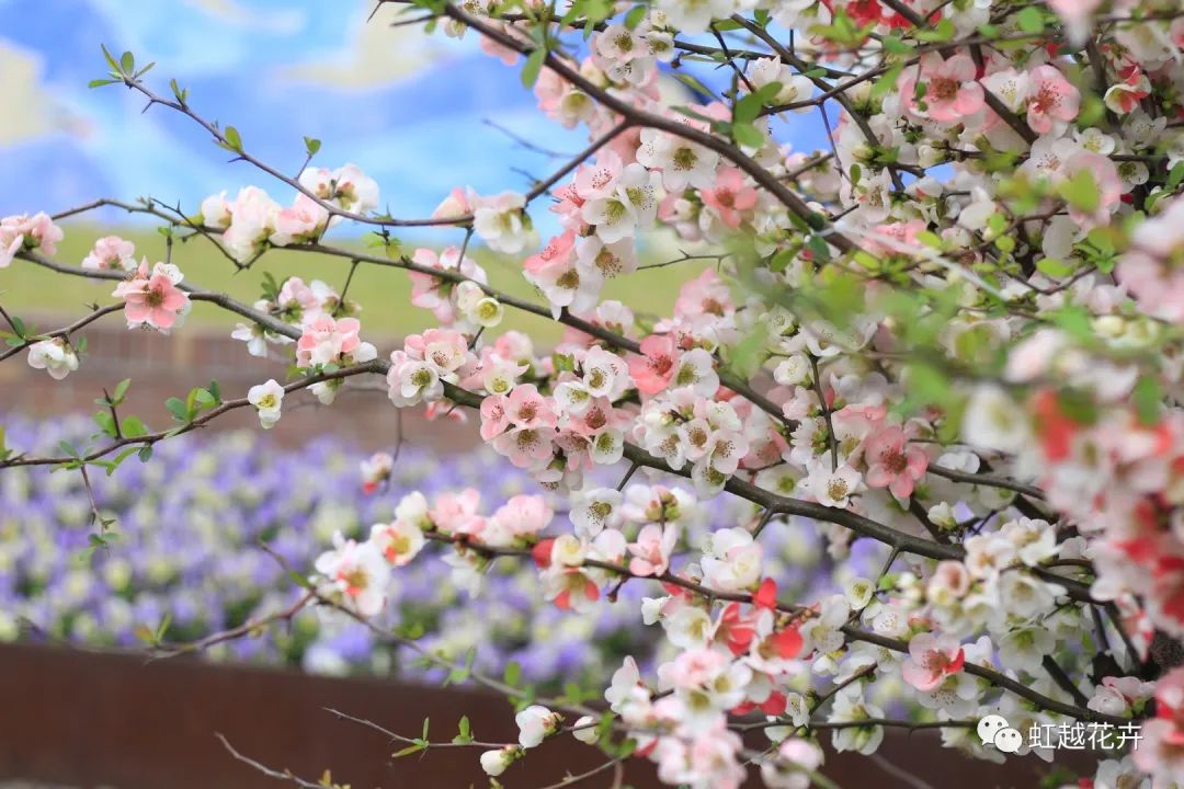 �����������ֵ�9001cc��ɳ�Գ�Ϊ��������ʱ���ˣ�