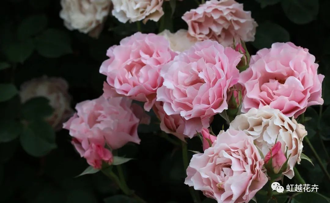 14������Ʒ�֣����ŵڽ缶�¼����������ˣ�