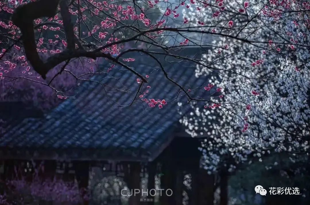 �⼸�ֻ����ֲ����������춼Ƿʢ��˼�����ˣ�