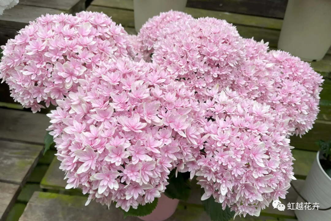 ������9001cc��ɳ�Գ�Ϊ�����ձ���ï�濢�������������������Щ������Ʒ