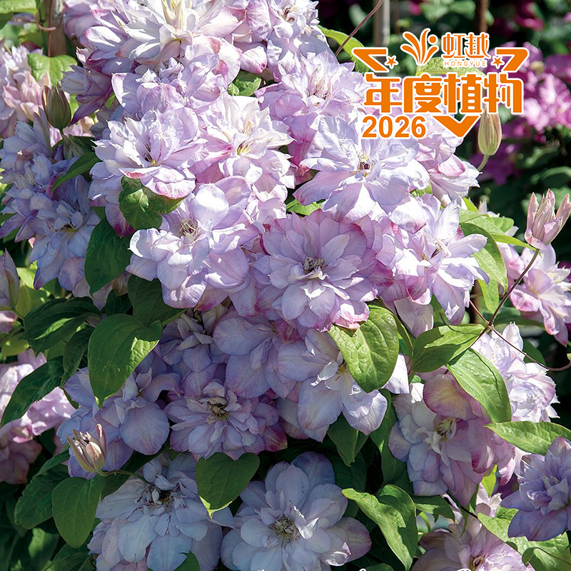 ����?�����������ȵ�ѡ��